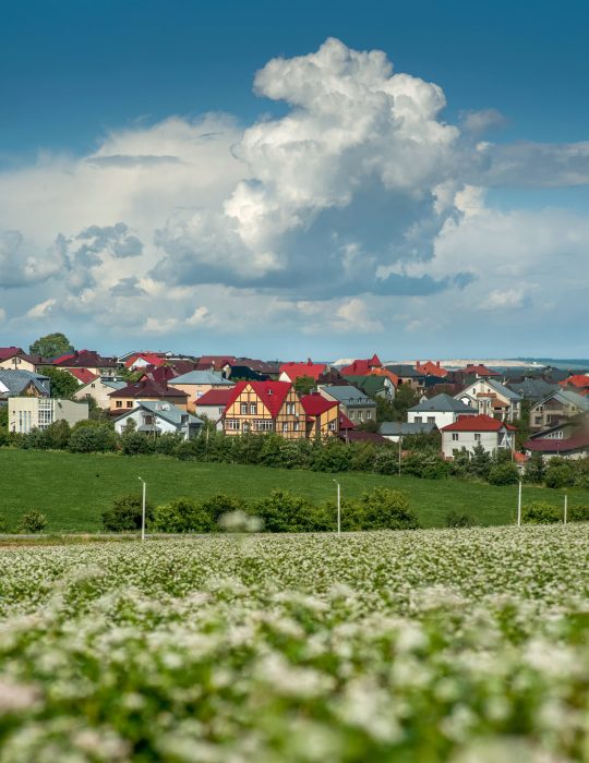 Rural landscape with a field of blooming buckwheat, a green field of cereals in the distance and colorful village roofs on the horizon, cumulus clouds in the sky